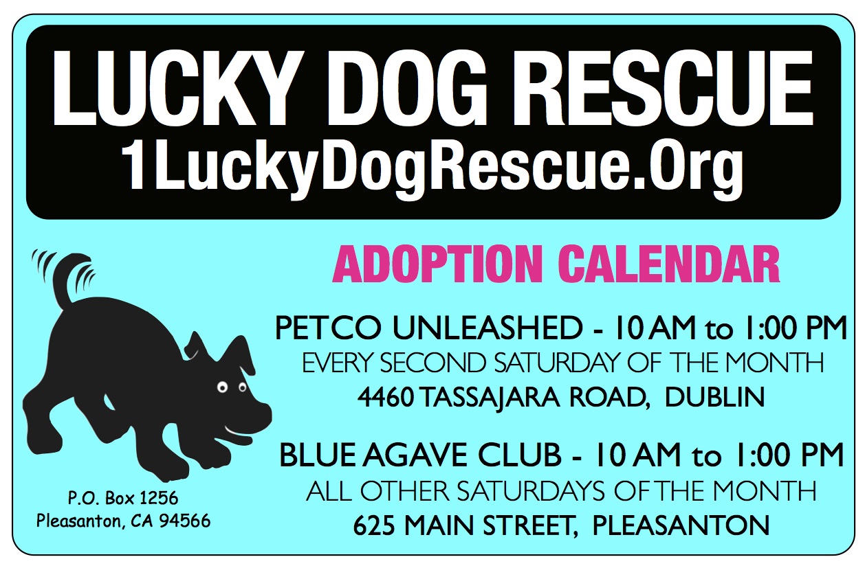 Lucky dog rescue adoption events