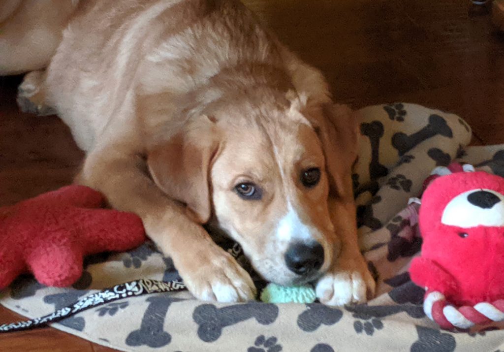 Forrest lucky dog rescue