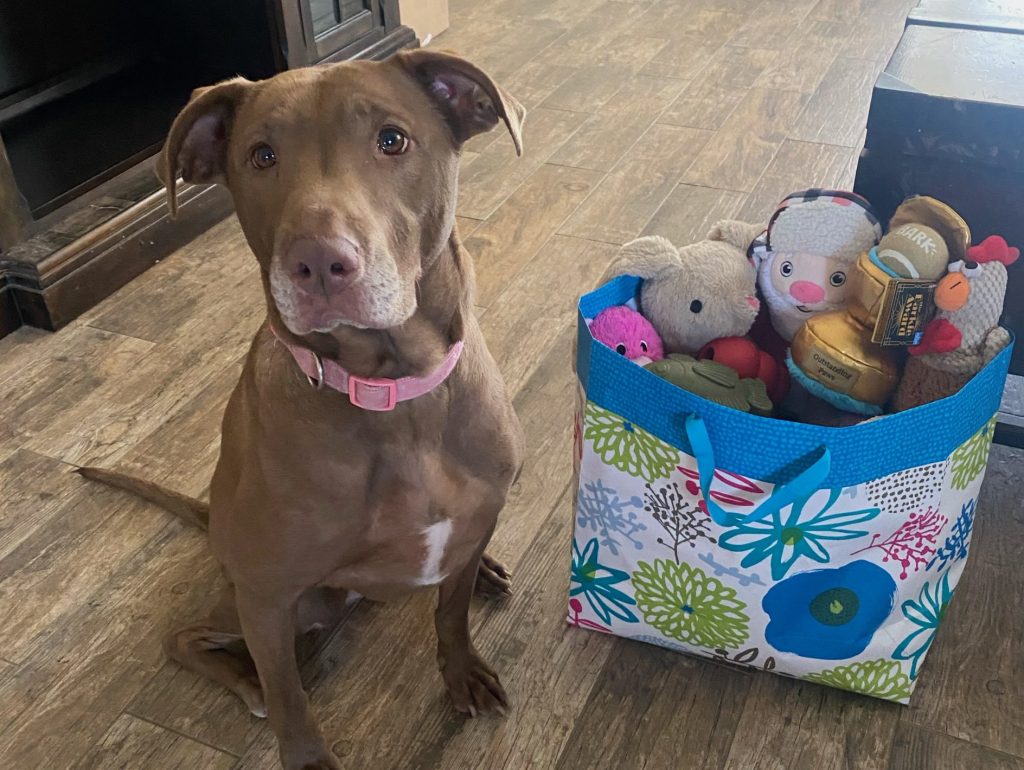 Lucky Dog Rescue + Dog Adoption TriValley California